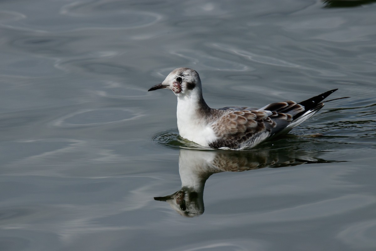 Bonaparte's Gull - ML172972071