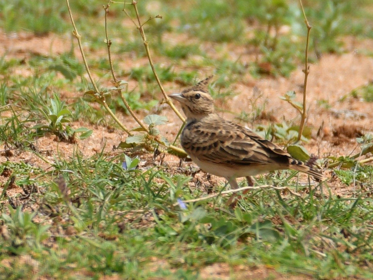 Malabar Lark - Vivek Sudhakaran