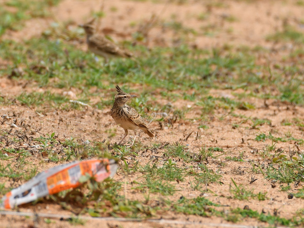 Malabar Lark - Vivek Sudhakaran