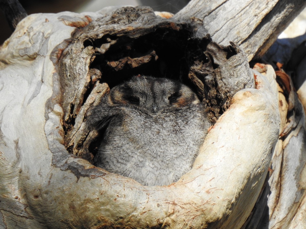 Australian Owlet-nightjar - ML172975491