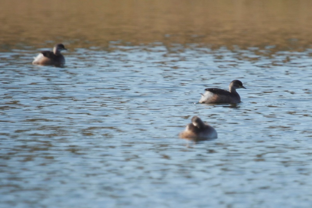 Australasian Grebe - ML172975541