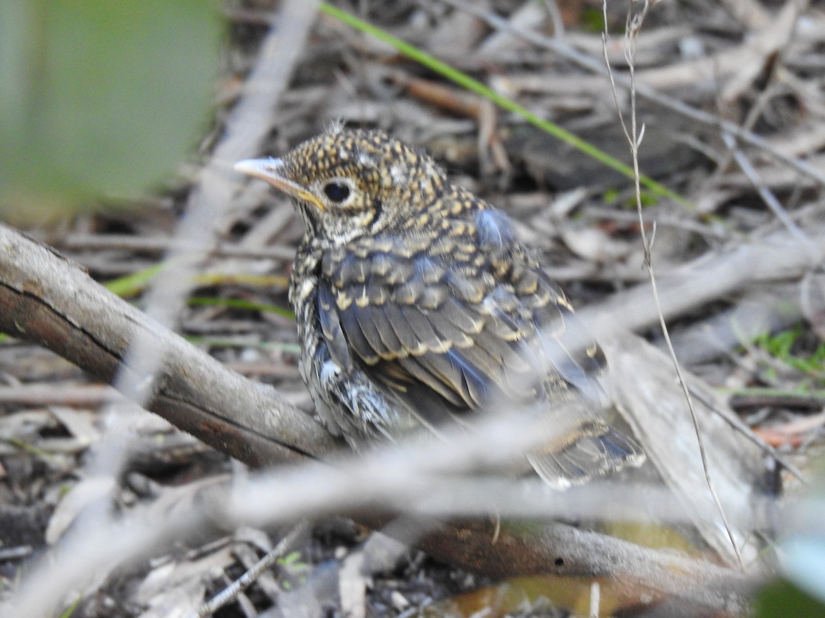 Bassian Thrush - ML172975561