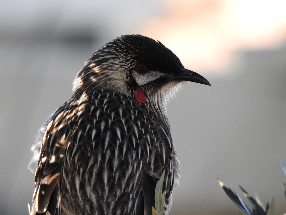 Red Wattlebird - ML172975601