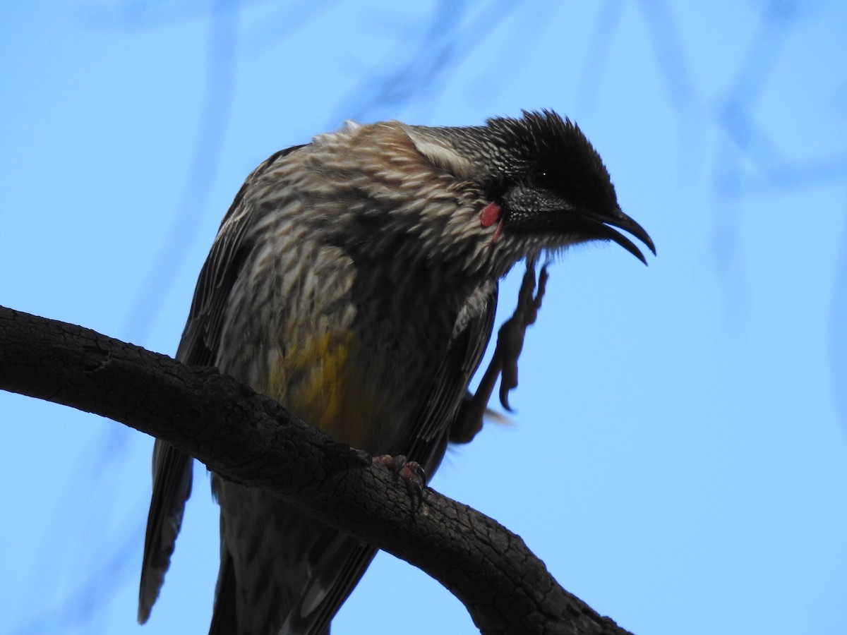 Red Wattlebird - ML172975611