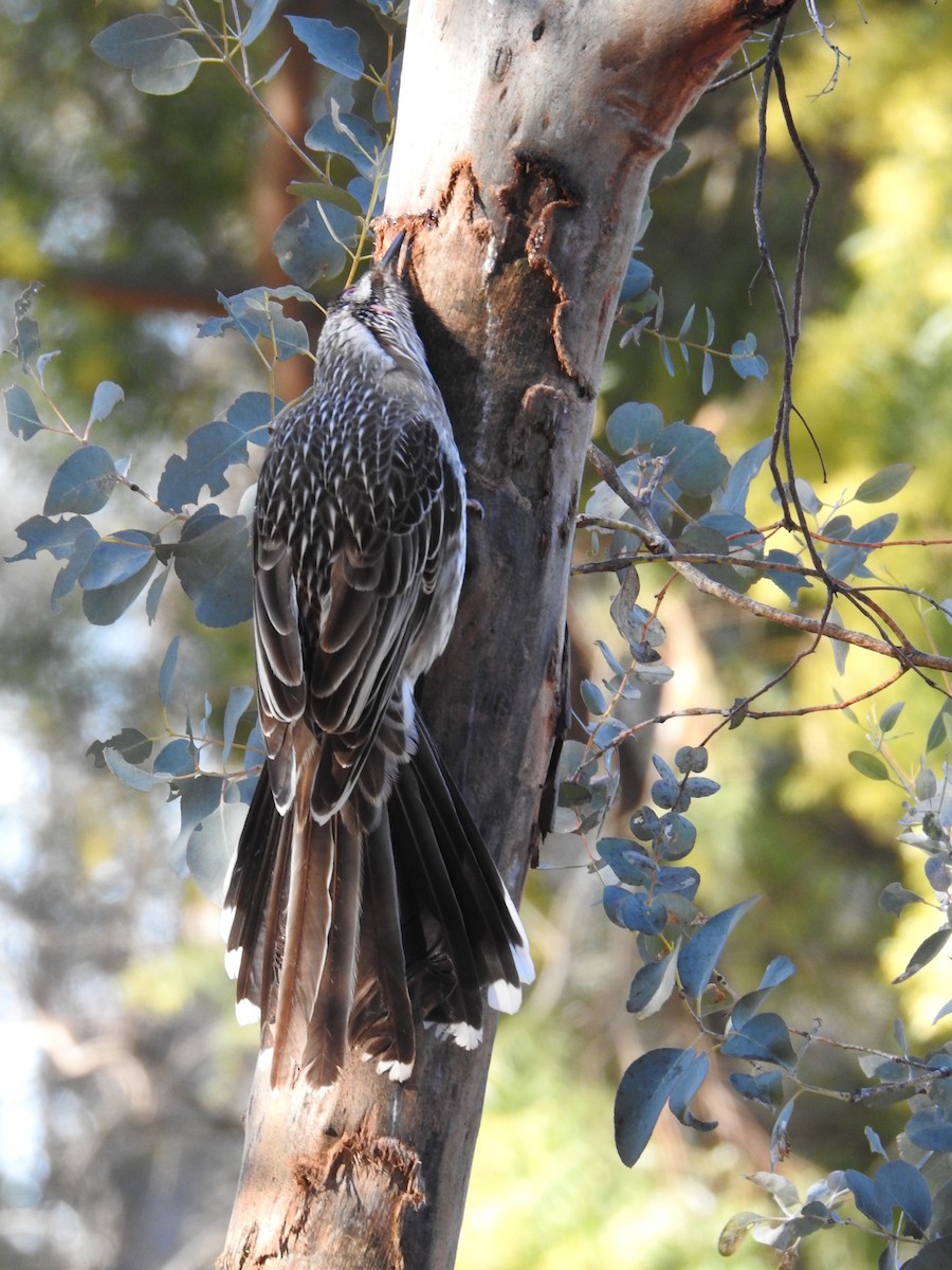 Red Wattlebird - ML172975621