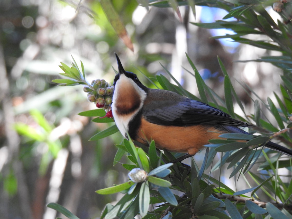 Eastern Spinebill - Liam Manderson