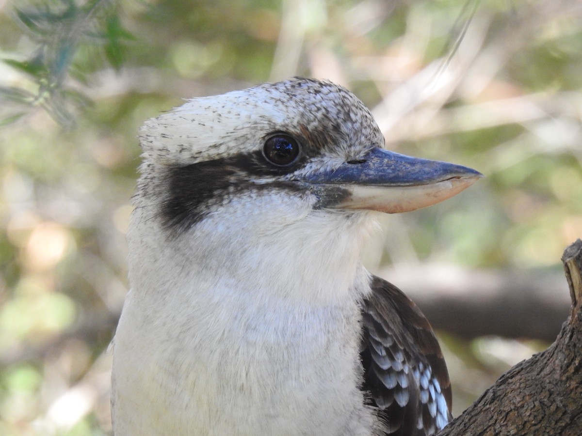 Laughing Kookaburra - Liam Manderson