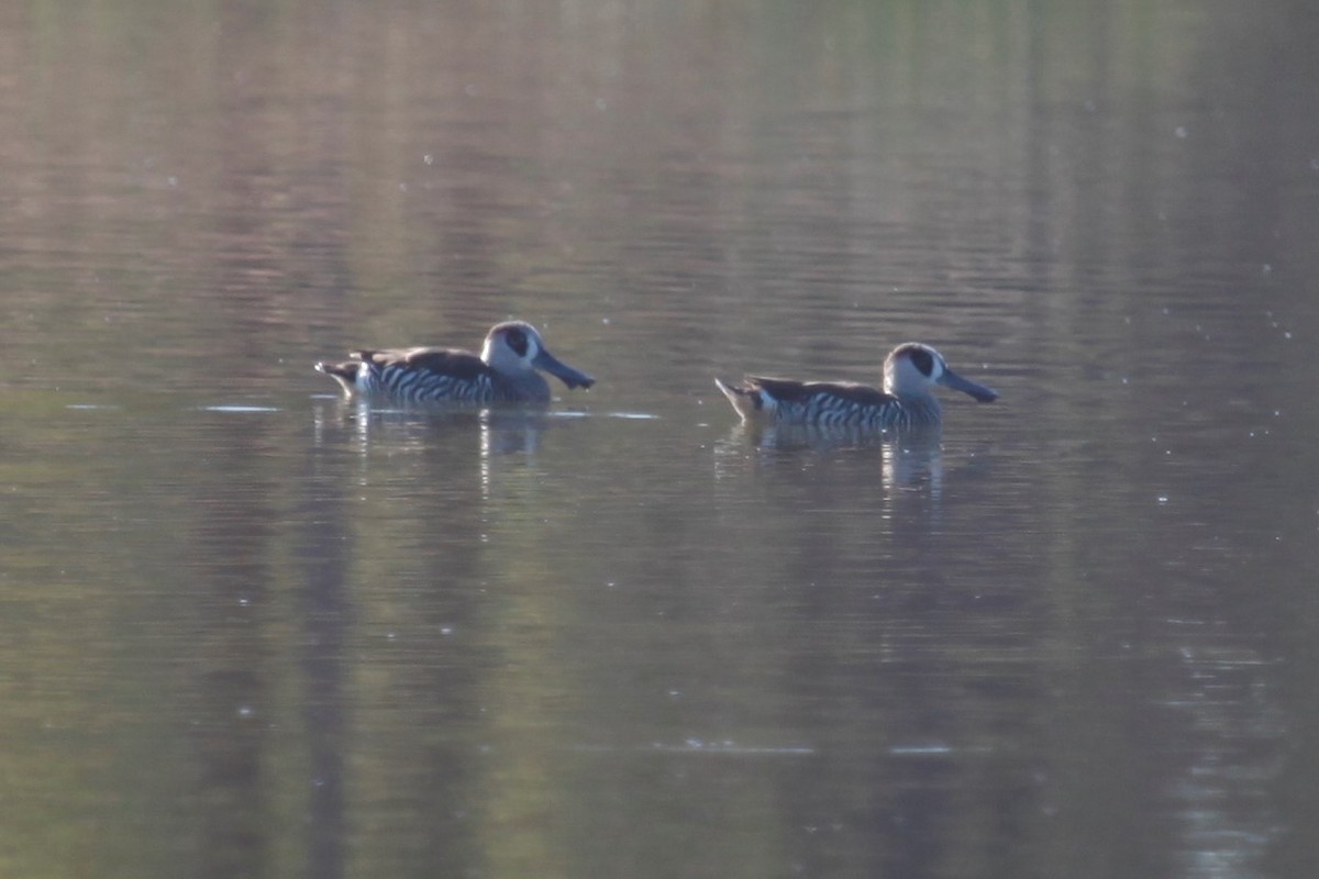 Pink-eared Duck - ML172976001