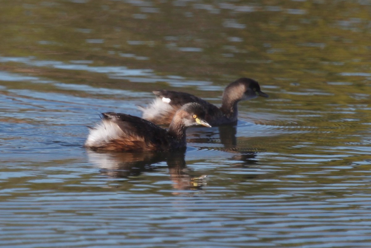 Australasian Grebe - Liam Correy