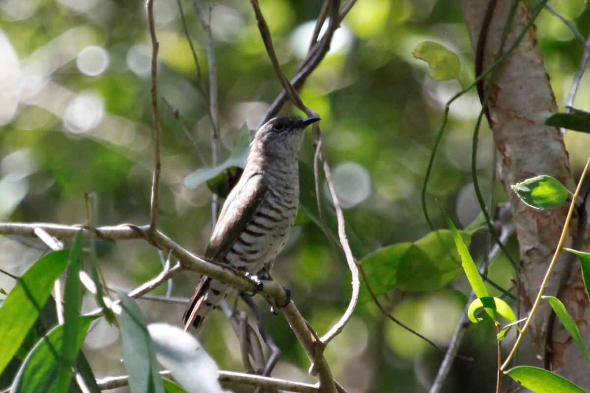 Little Bronze-Cuckoo - Liam Correy