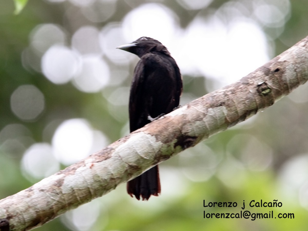 Purple-throated Fruitcrow - ML172979251