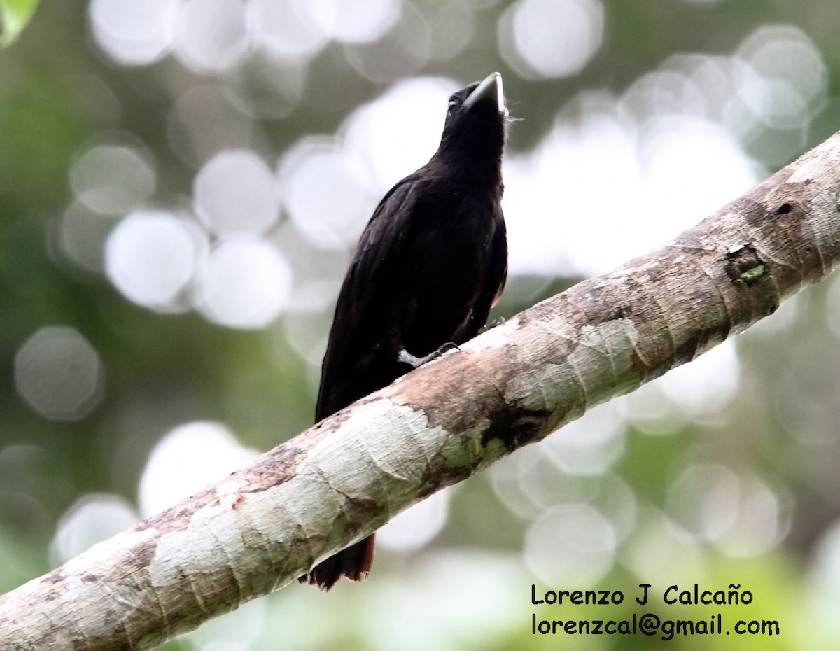 Purple-throated Fruitcrow - ML172979281