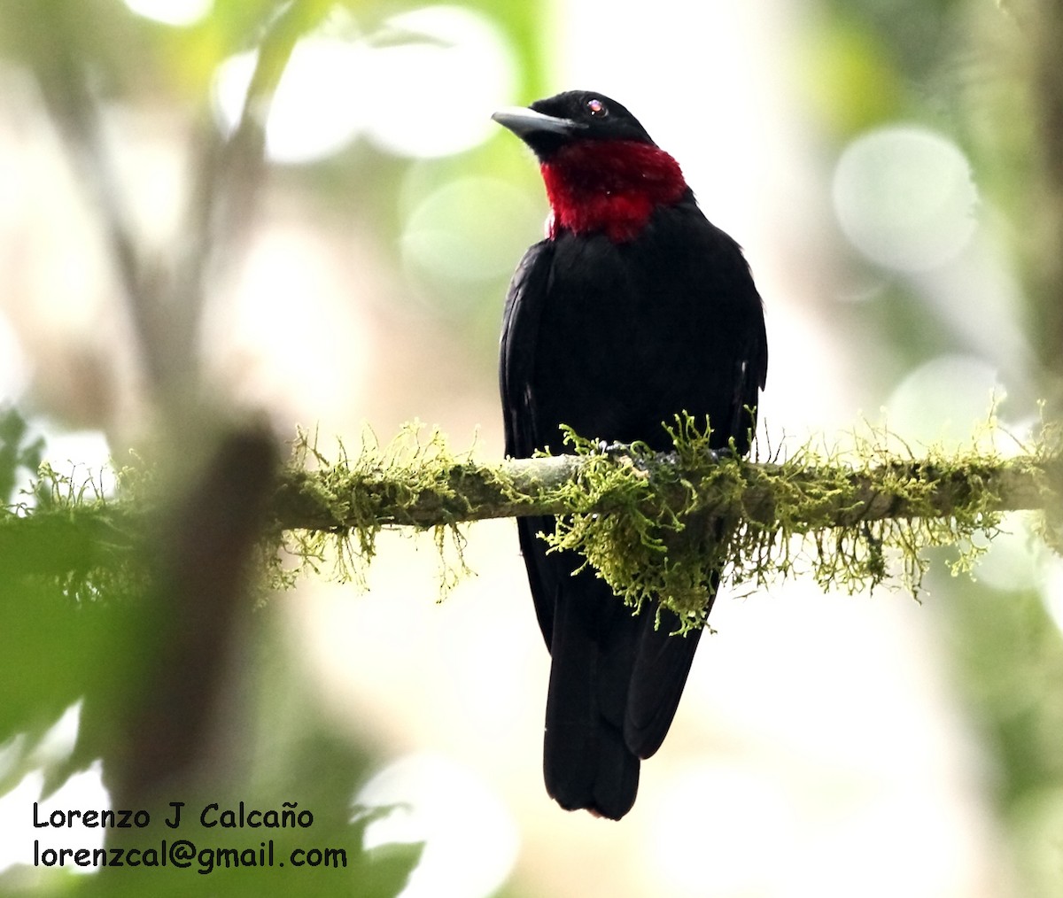 Purple-throated Fruitcrow - ML172979311