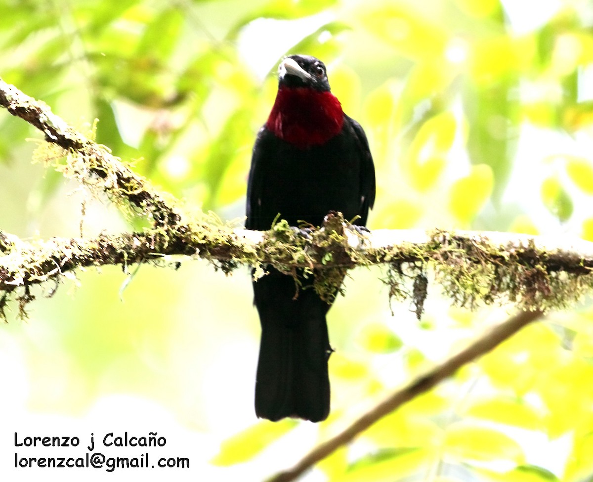 Cotinga Quérula - ML172979321