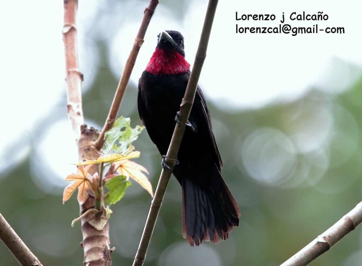 Cotinga Quérula - ML172979331