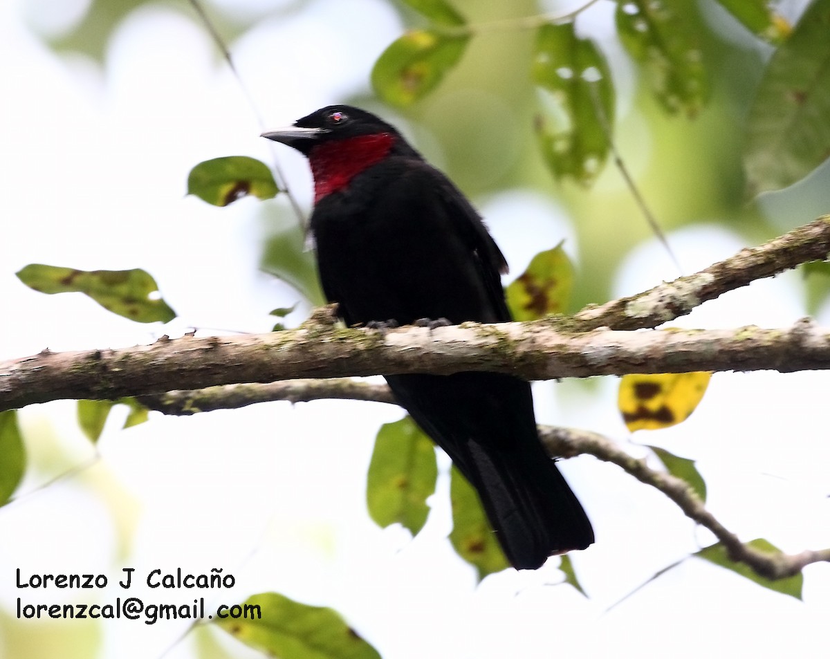 Purple-throated Fruitcrow - ML172979341