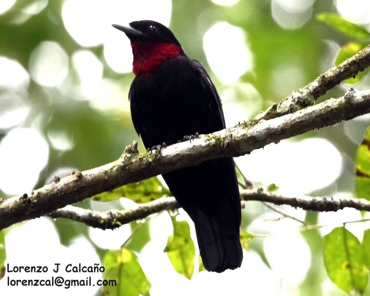 Purple-throated Fruitcrow - ML172979361