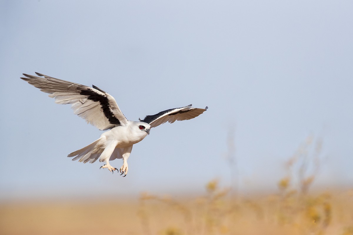 Letter-winged Kite - ML172980321