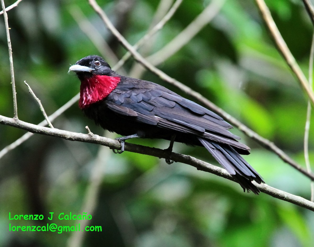 Purple-throated Fruitcrow - ML172981061