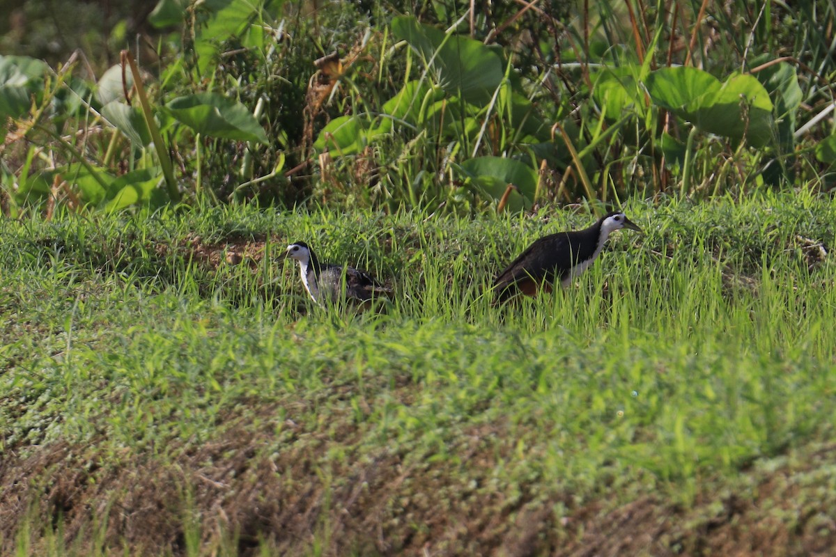 White-breasted Waterhen - Mario Farr