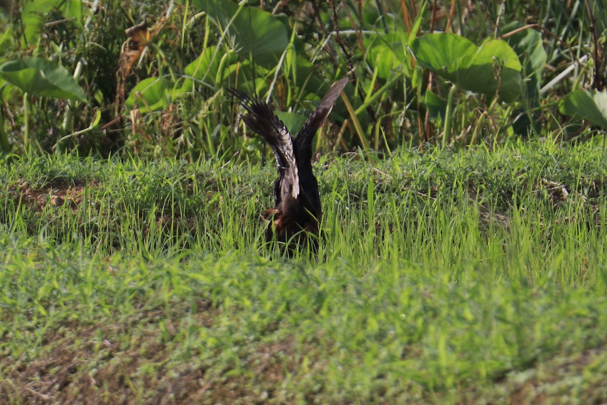 White-breasted Waterhen - Mario Farr