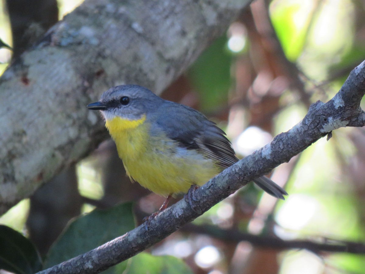 Eastern Yellow Robin - ML172984131