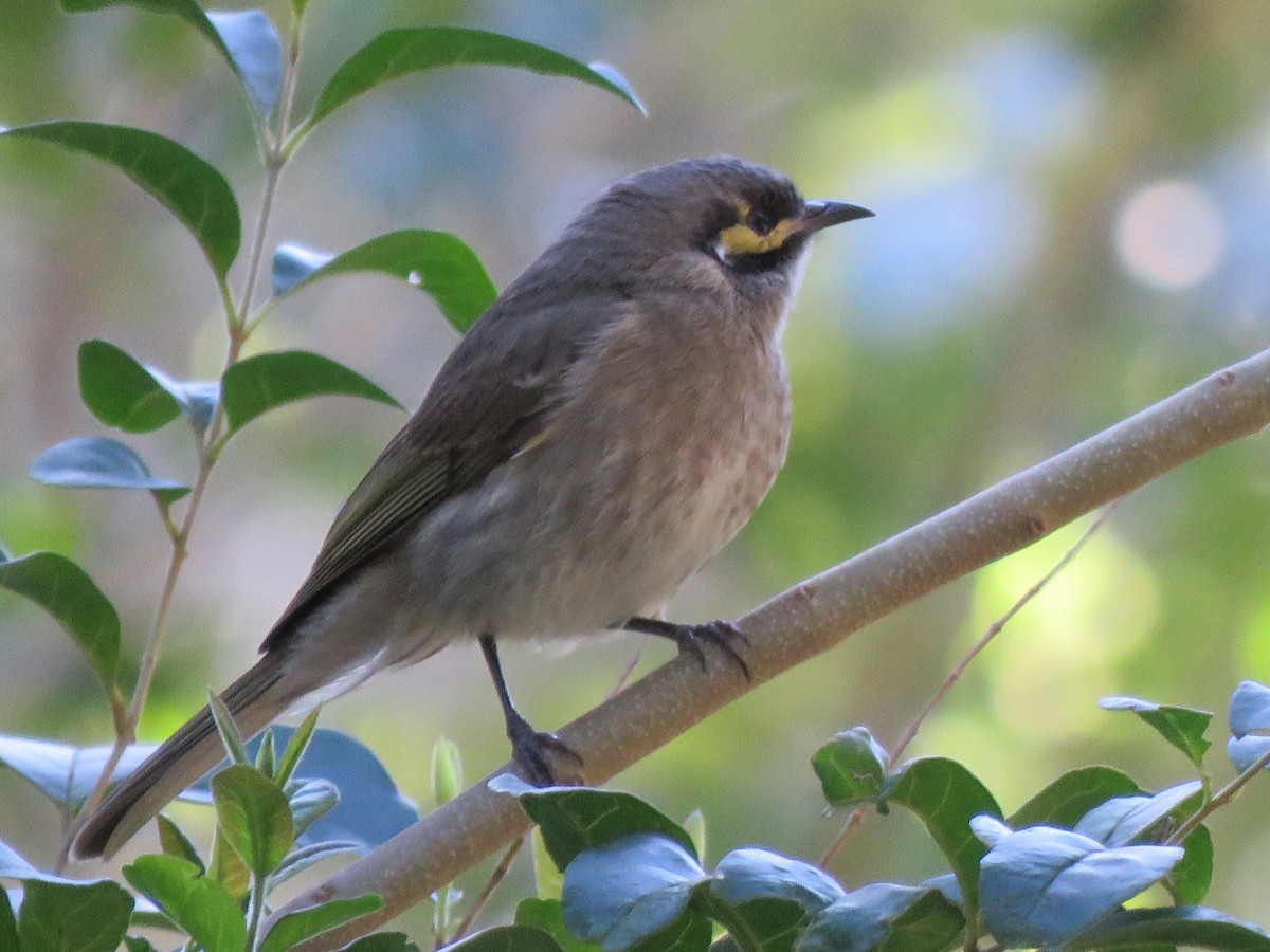 Yellow-faced Honeyeater - ML172984181