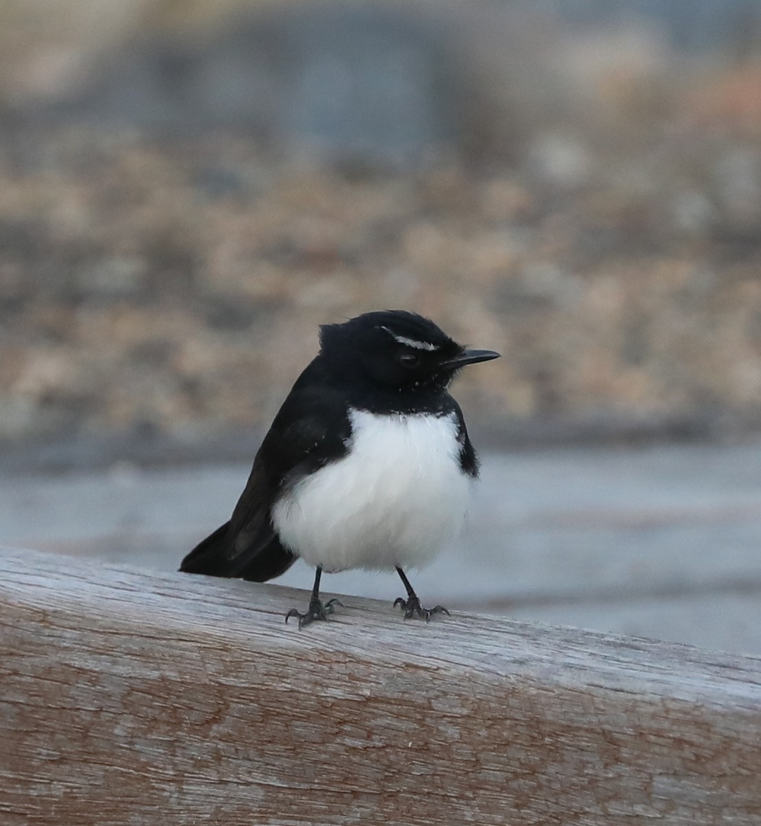 Willie-wagtail - ML172984581