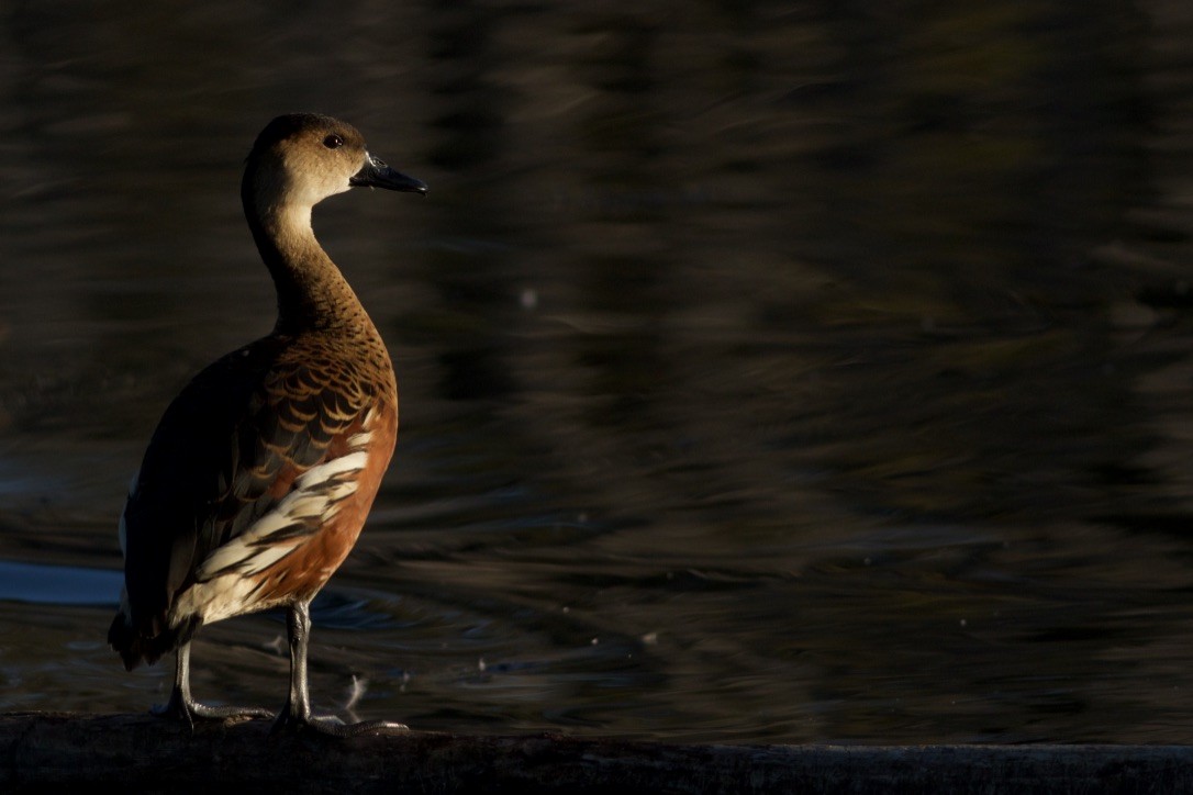 Wandering Whistling-Duck - ML172984671