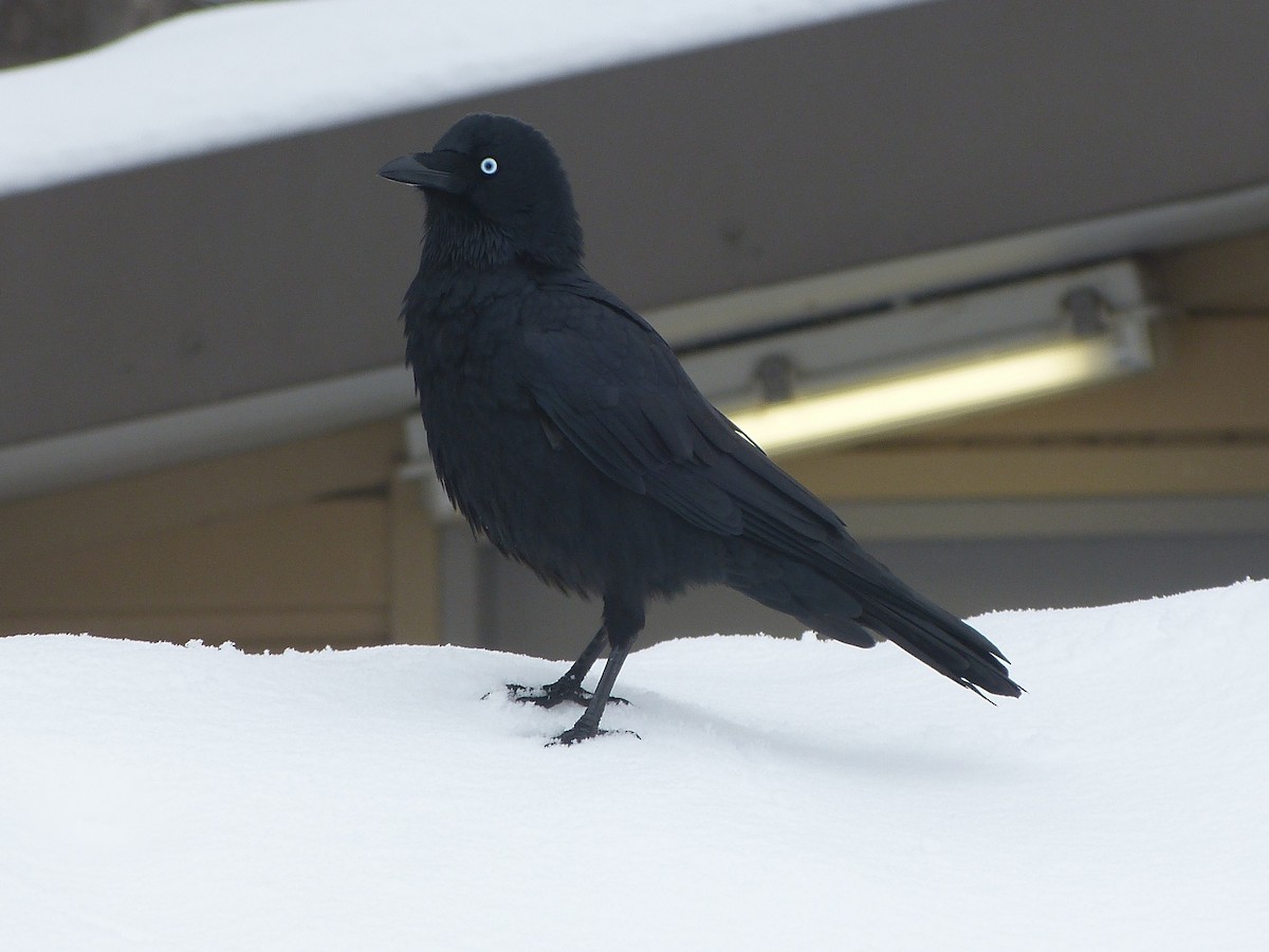 Little Raven - ML172985231