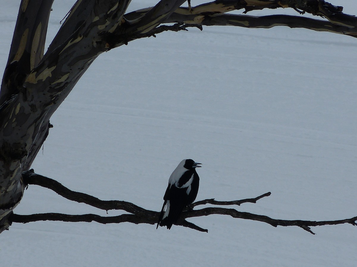 Australian Magpie - ML172985261