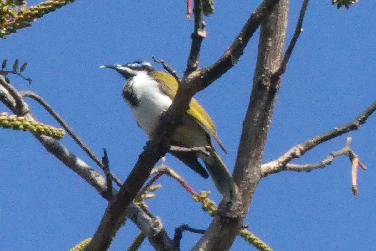 Blue-faced Honeyeater - Andrew Sides