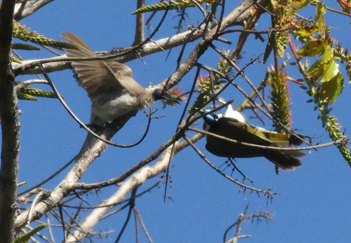 Noisy Friarbird - Andrew Sides