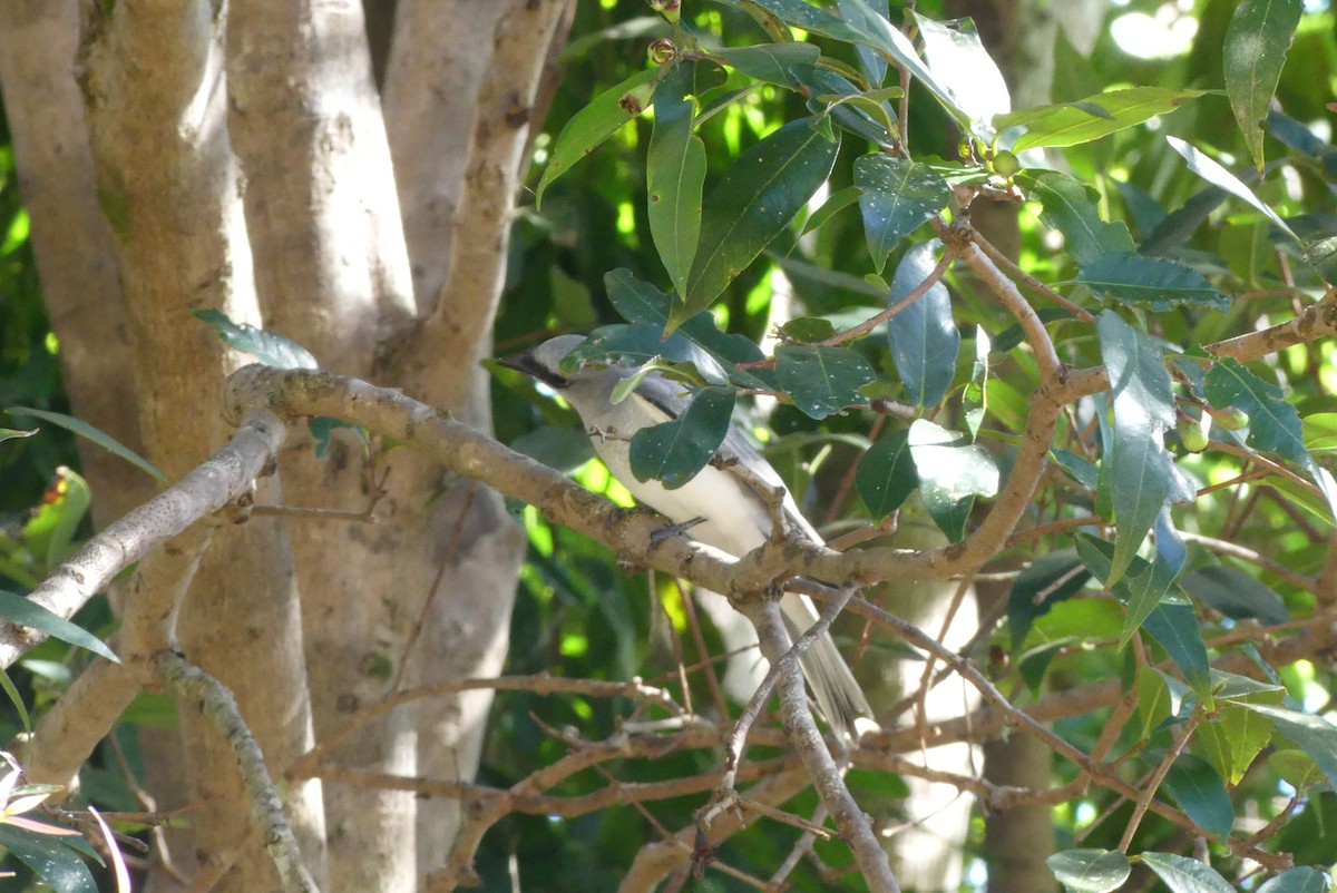 White-bellied Cuckooshrike - Andrew Sides