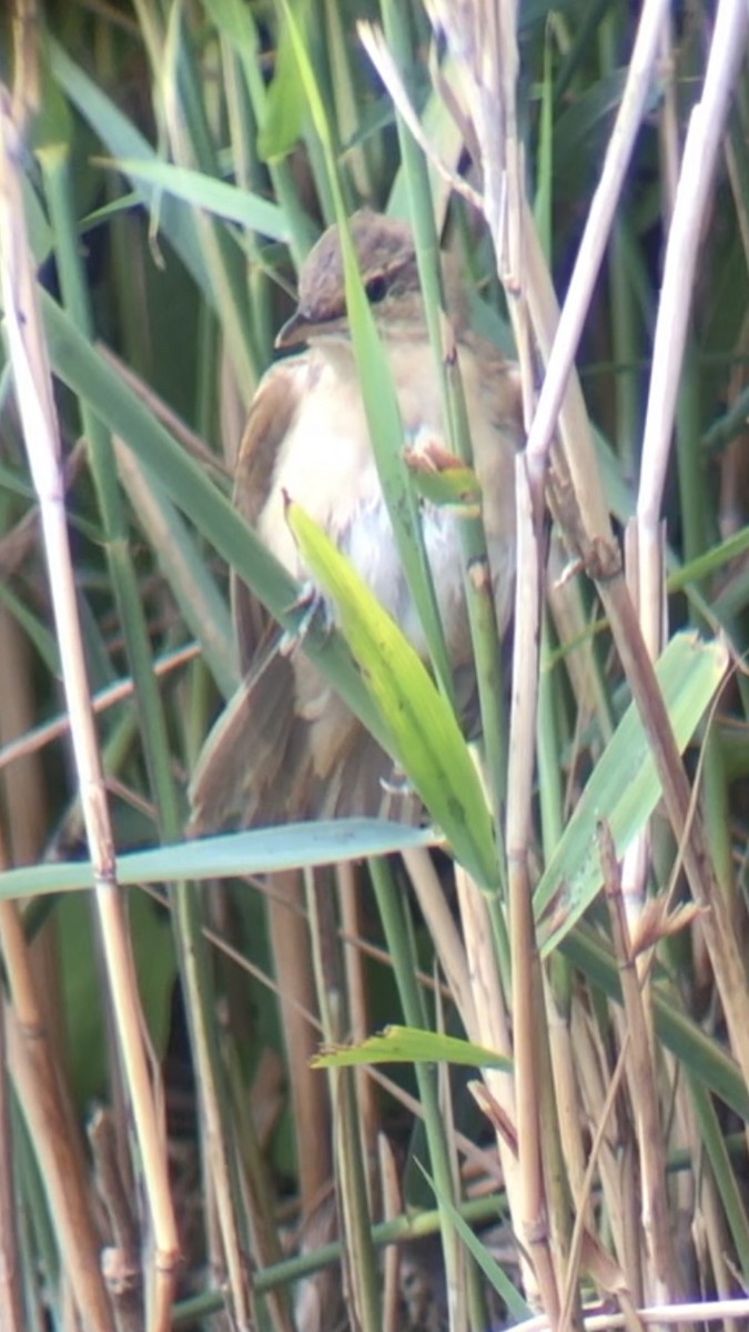 Great Reed Warbler - ML172985681