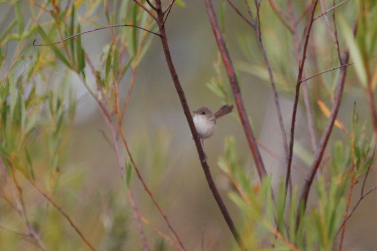 Red-backed Fairywren - Liam Correy