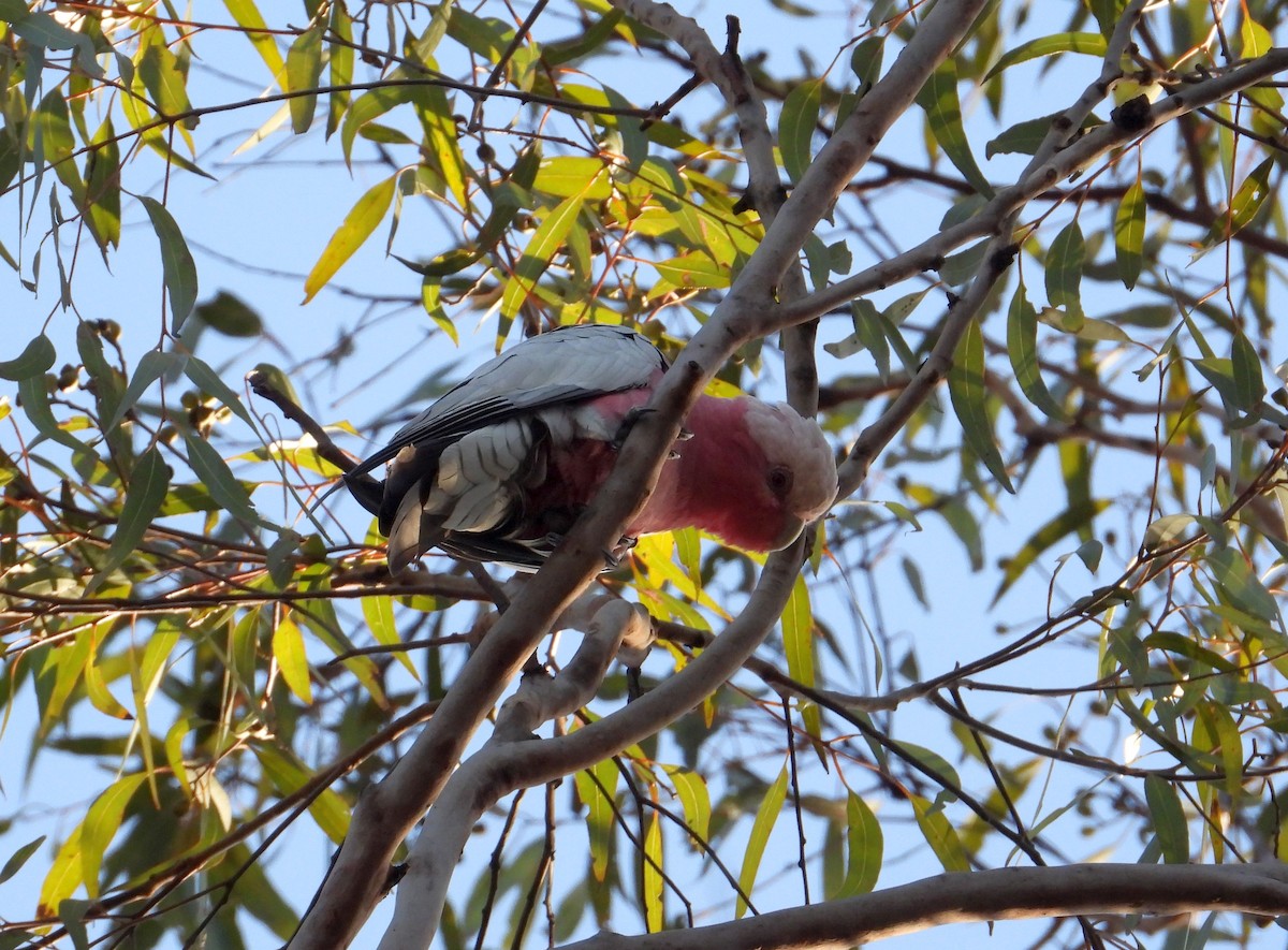 Cacatúa Galah - ML172988061