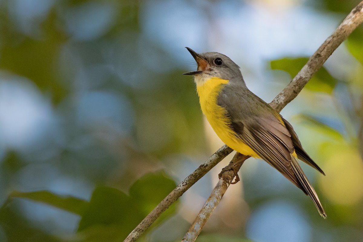 Eastern Yellow Robin - ML172993201