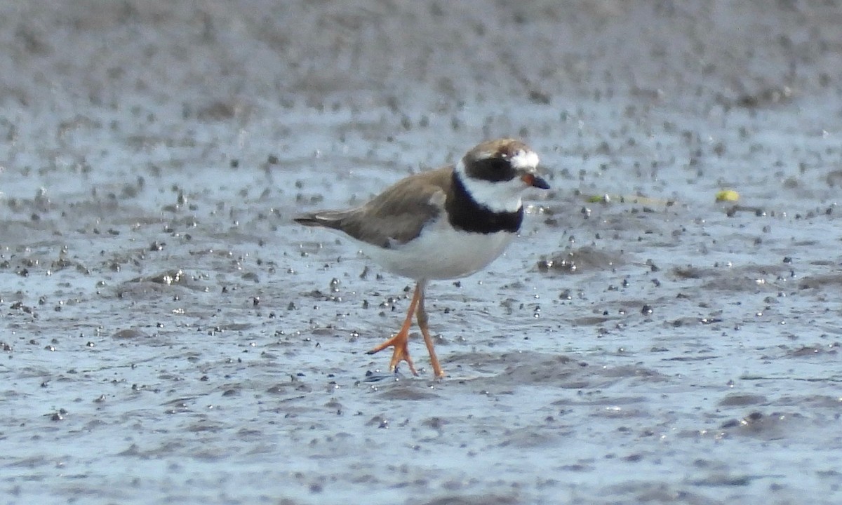 Semipalmated Plover - ML172993451