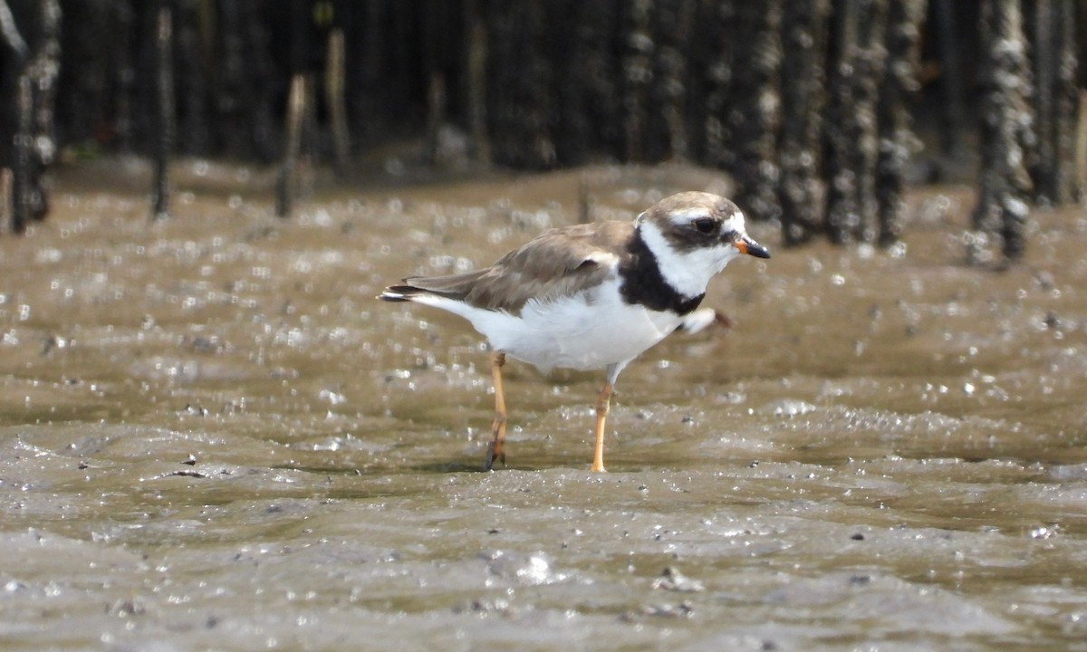 Semipalmated Plover - ML172993481