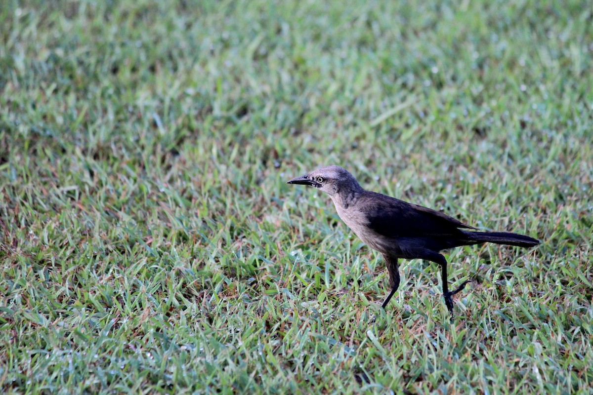 Carib Grackle - ML172994331