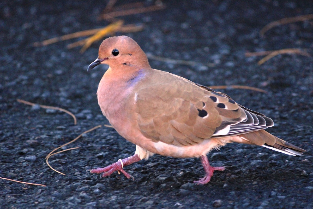 Zenaida Dove - ML172994351