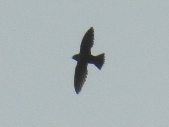 White-collared Swift - ML172995911