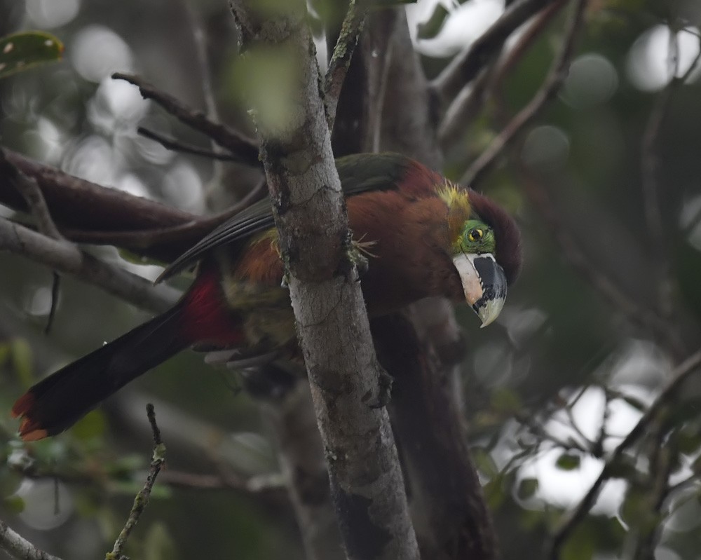 Toucanet de Gould - ML172996321