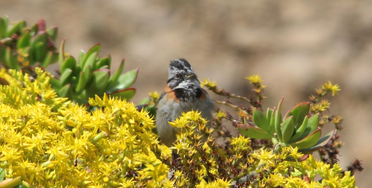 Rufous-collared Sparrow - ML172997501