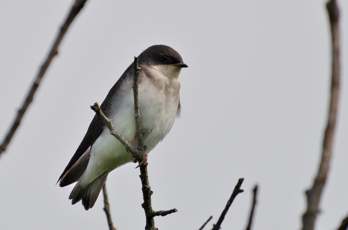 Tree Swallow - Zeke Smith