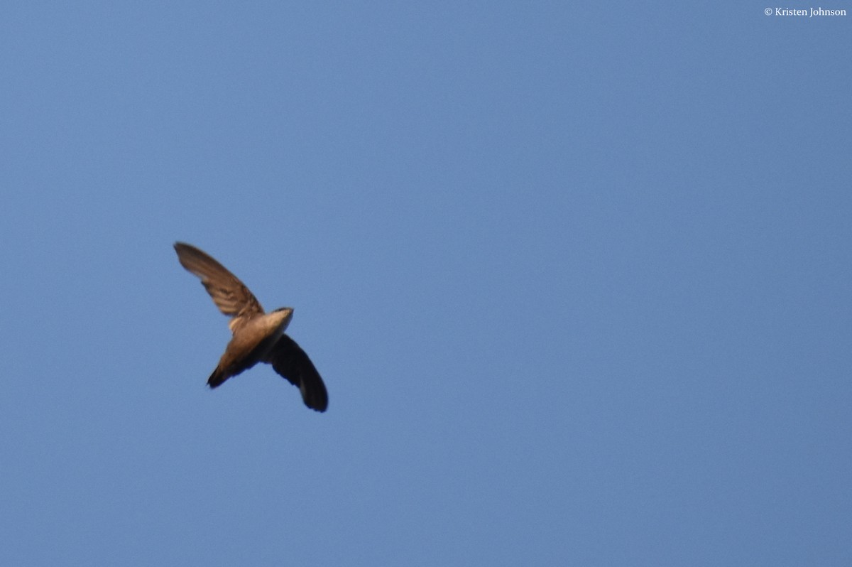 Chimney Swift - ML173001341