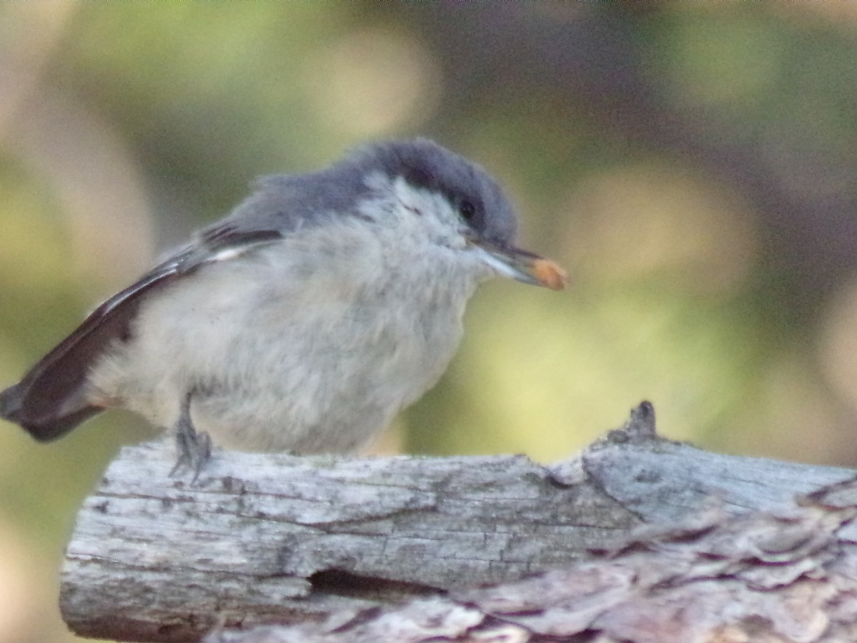 Pygmy Nuthatch - ML173001871