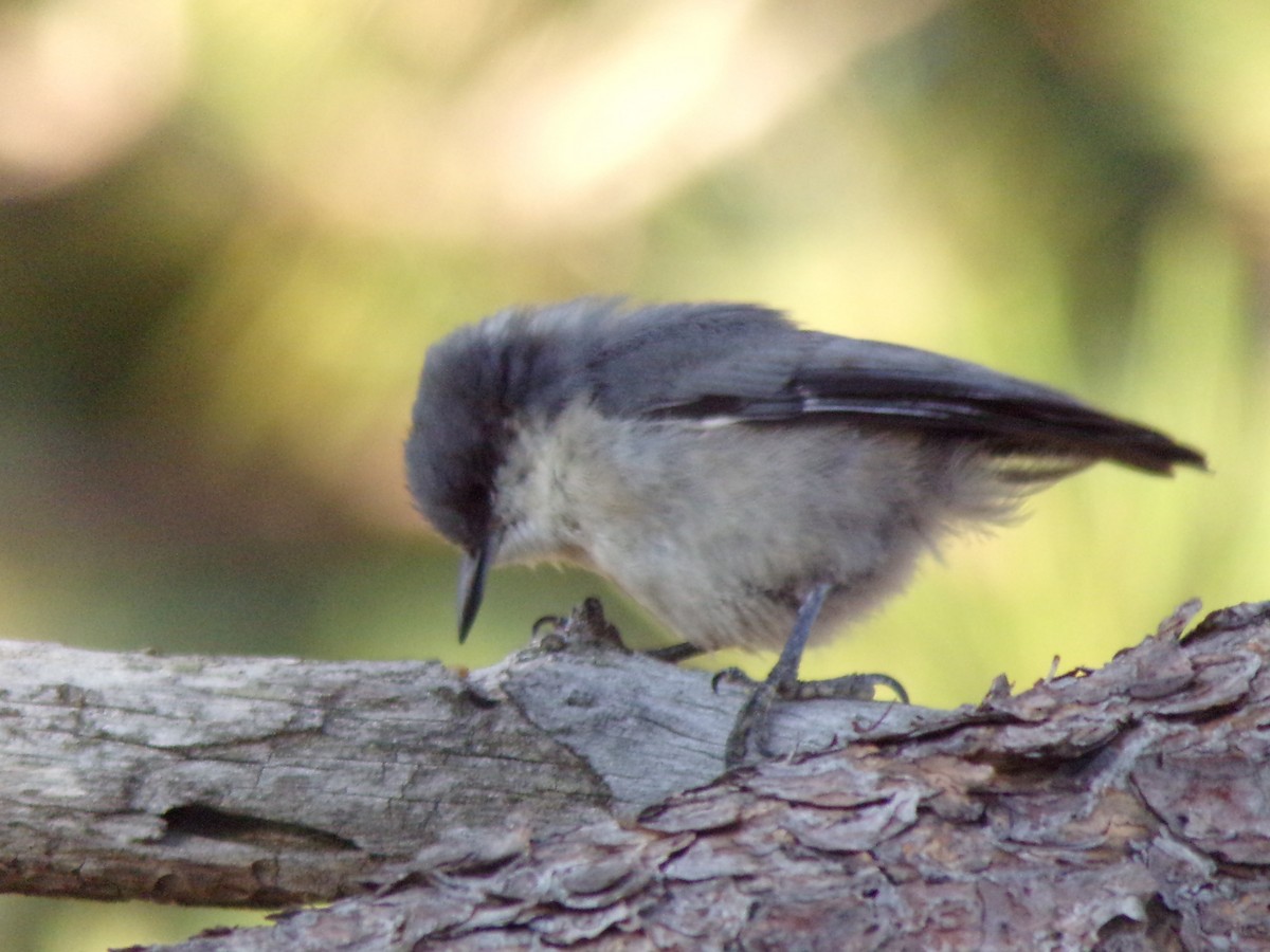 Pygmy Nuthatch - ML173001921