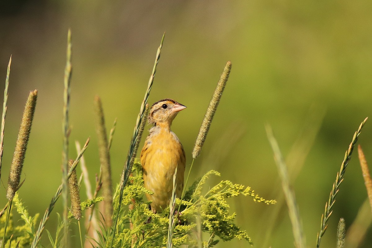 bobolink americký - ML173001981